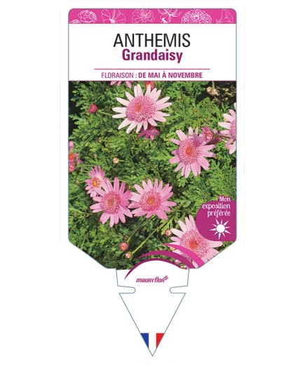 ANTHEMIS GRANDAISY