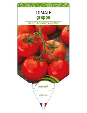 TOMATE GRAPPE