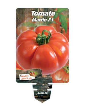 TOMATE MARTIN F1 *
