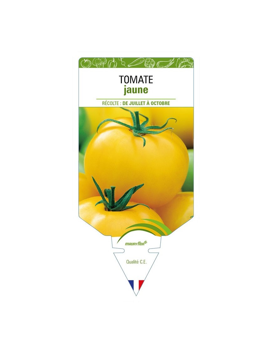 TOMATE JAUNE