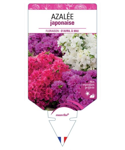 AZALÉE JAPONAISE (VARIÉE)