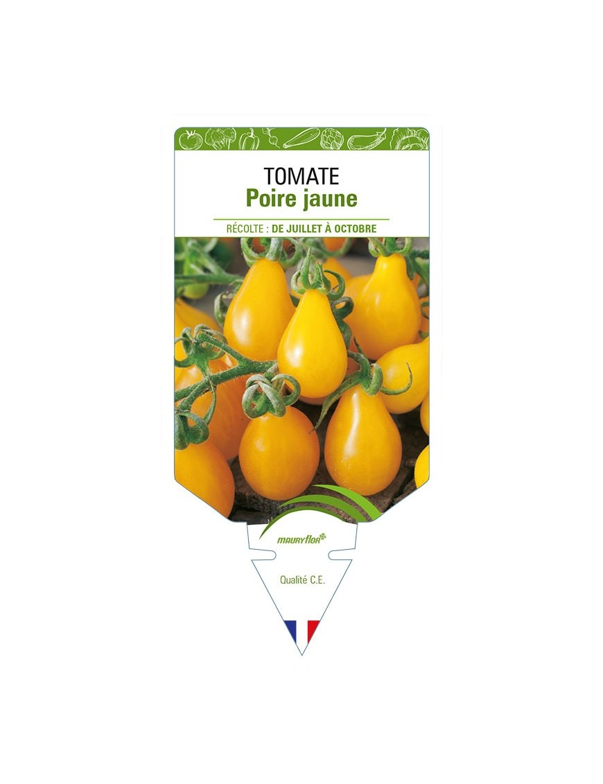 TOMATE POIRE JAUNE