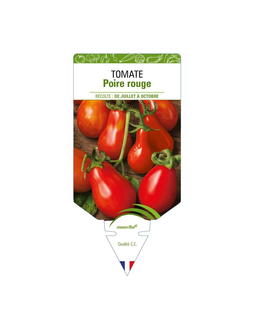 TOMATE POIRE ROUGE