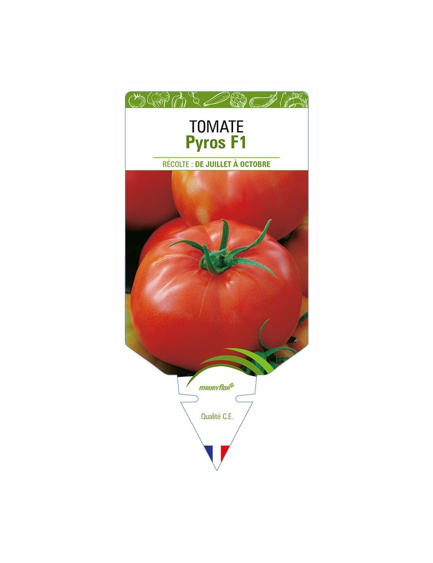 TOMATE PYROS F1