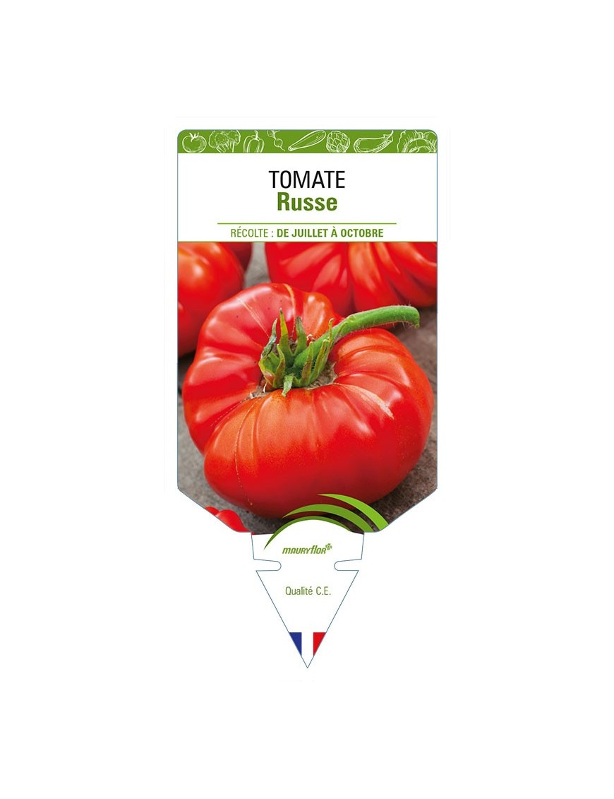 TOMATE RUSSE