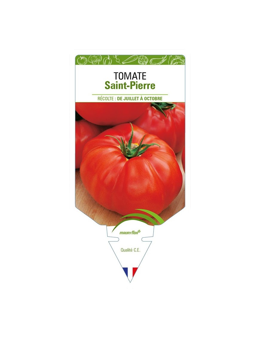 TOMATE SAINT-PIERRE