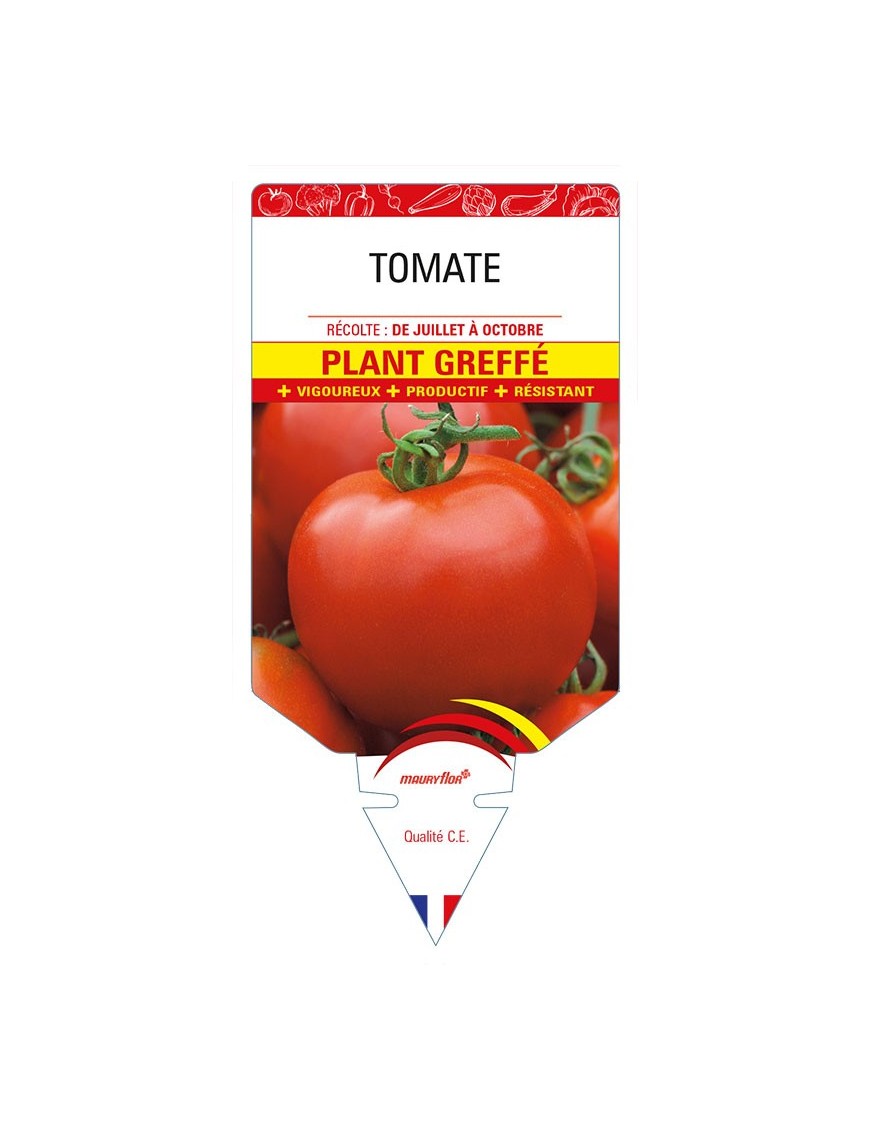 TOMATE PLANT GREFFÉ