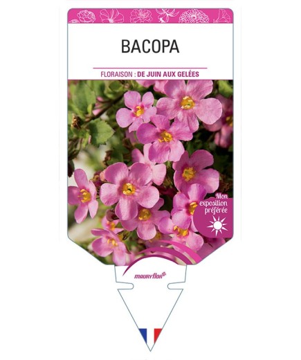 BACOPA (ROSE)