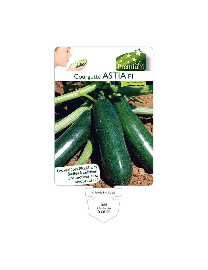 COURGETTE ASTIA F1