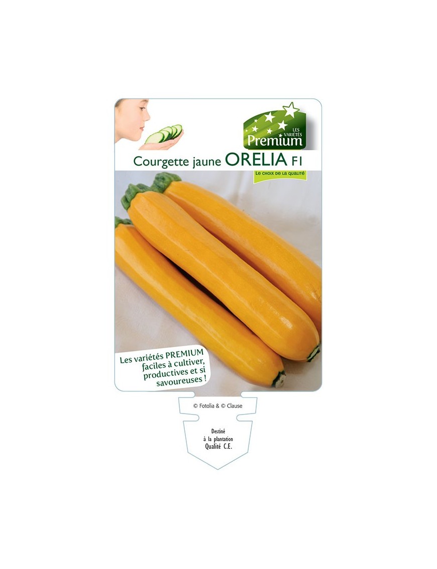 COURGETTE jaune ORELIA F1