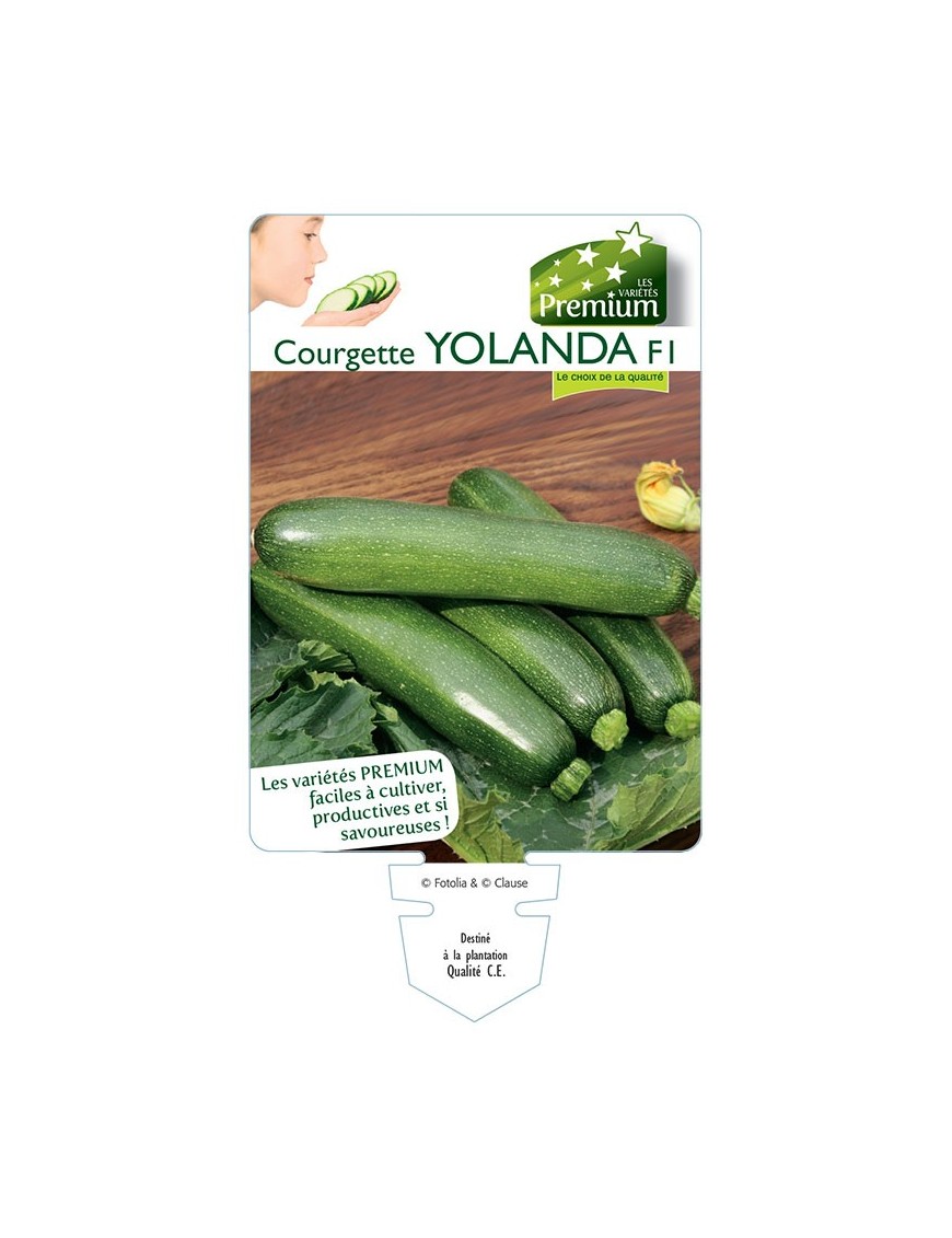 COURGETTE YOLANDA F1