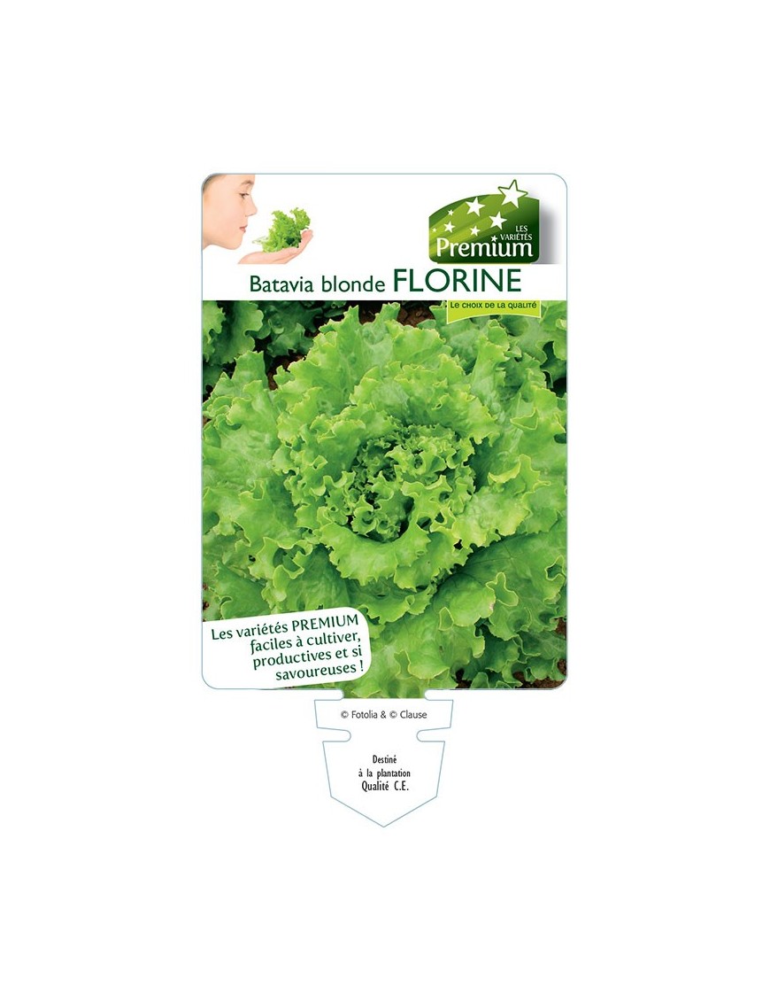 (Laitue) Batavia blonde FLORINE