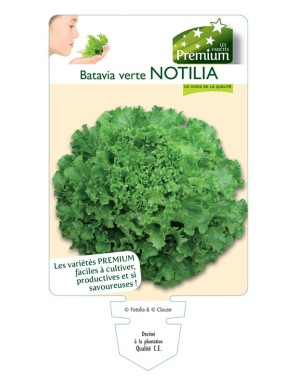 (Laitue) Batavia verte NOTILIA