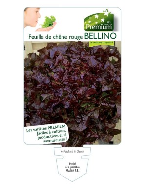 (Laitue) Feuille de chêne rouge BELLINO