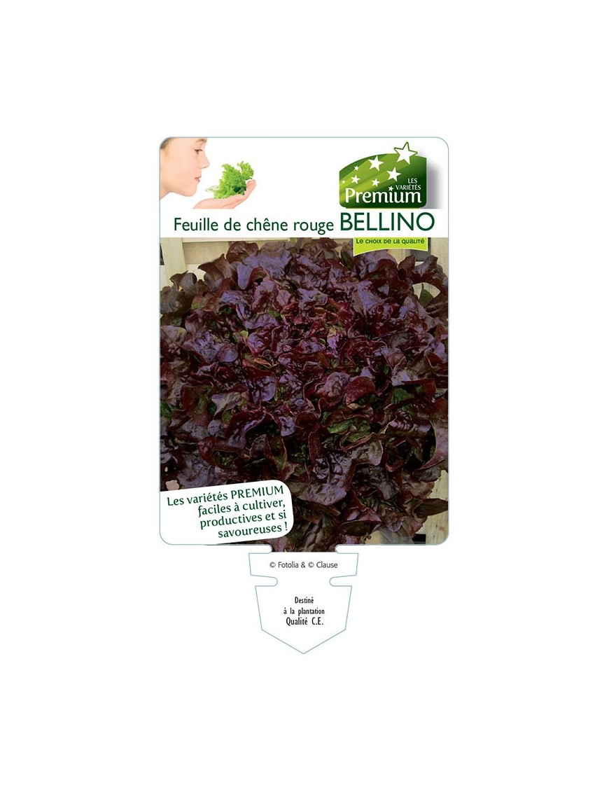 (Laitue) Feuille de chêne rouge BELLINO