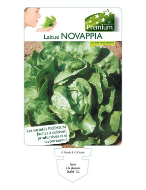 LAITUE NOVAPPIA