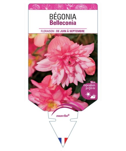 BÉGONIA BELLECONIA