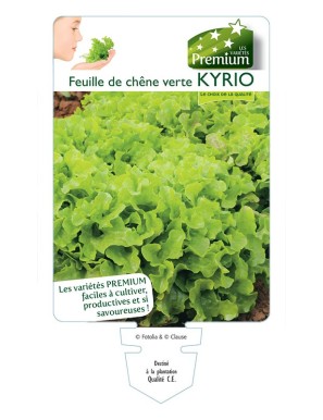 (Laitue) Feuille de chêne verte KYRIO