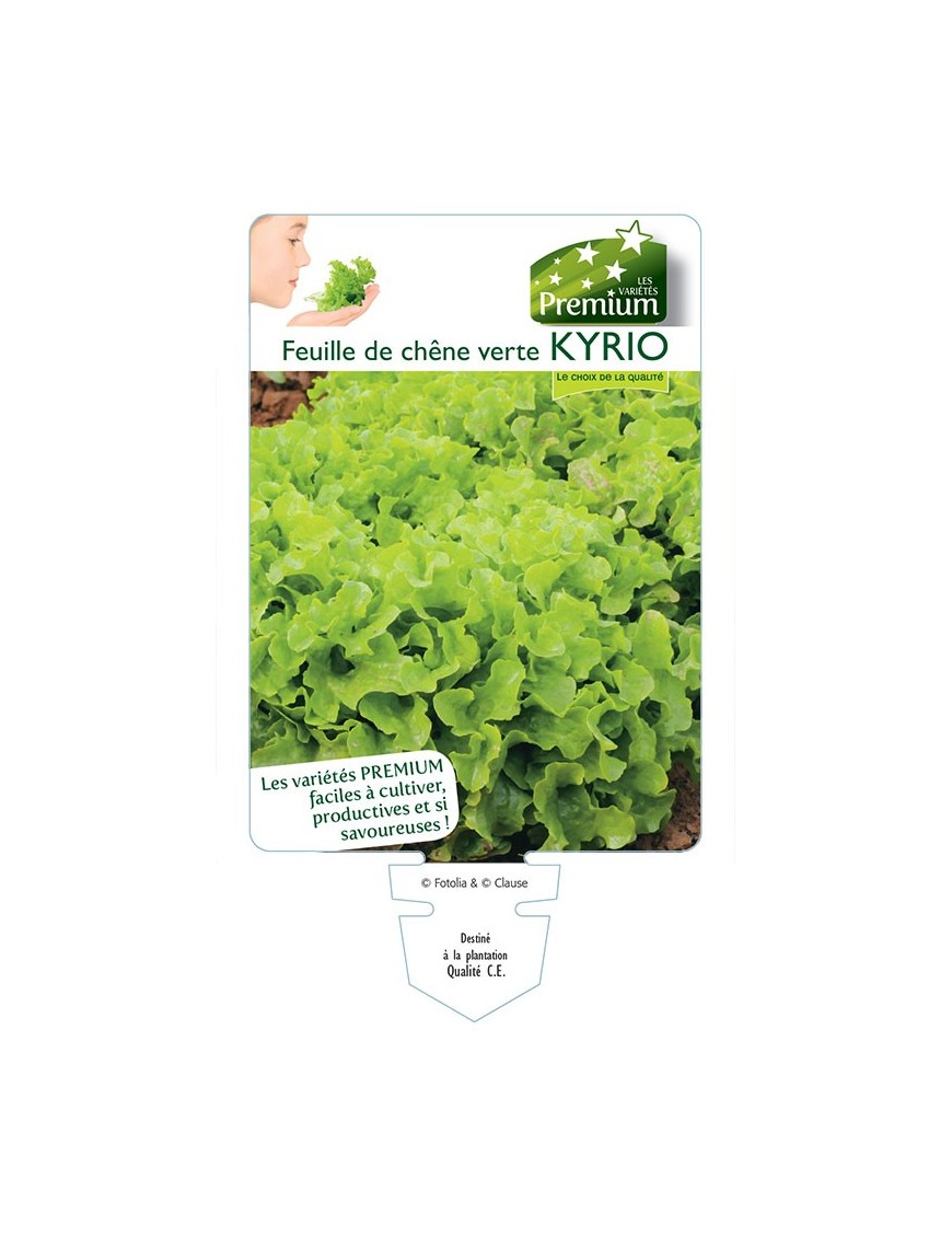 (Laitue) Feuille de chêne verte KYRIO