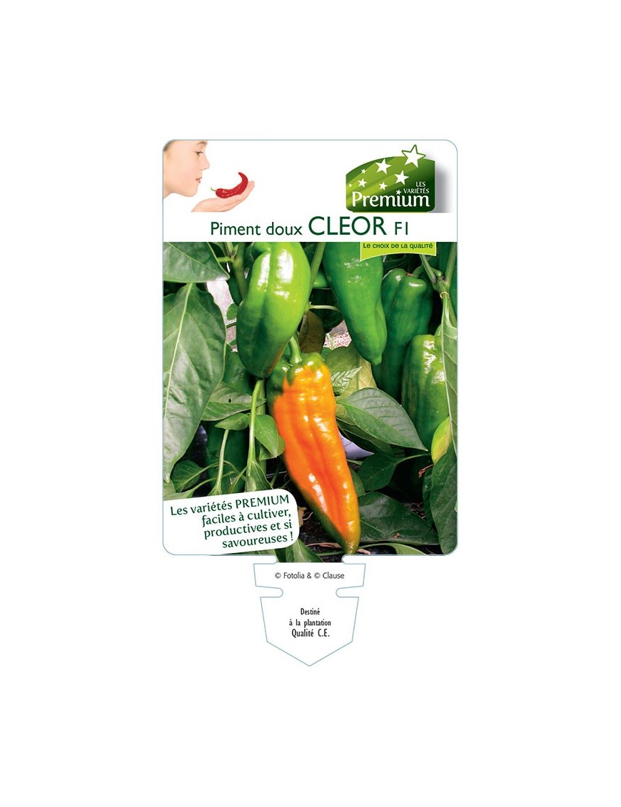 PIMENT doux CLEOR F1