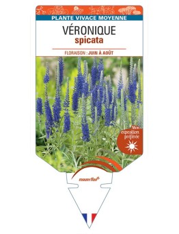 VERONICA (spicata bleue) voir VÉRONIQUE