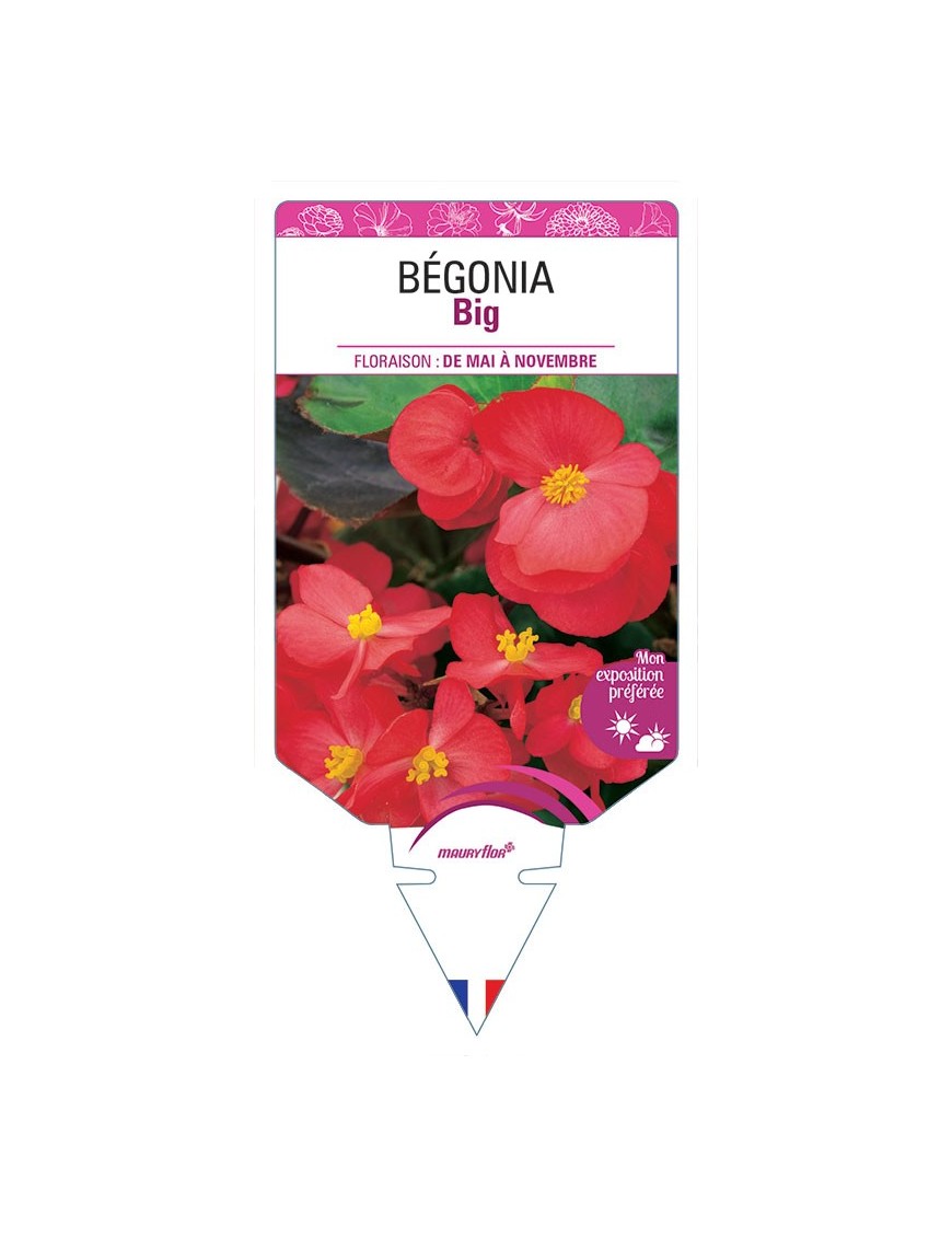 BÉGONIA BIG
