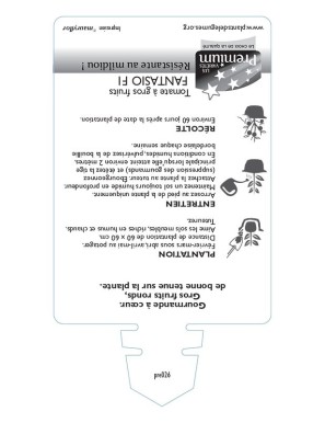 TOMATE à gros fruits FANTASIO F1