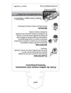 TOMATE à fruits moyens TRESOR F1