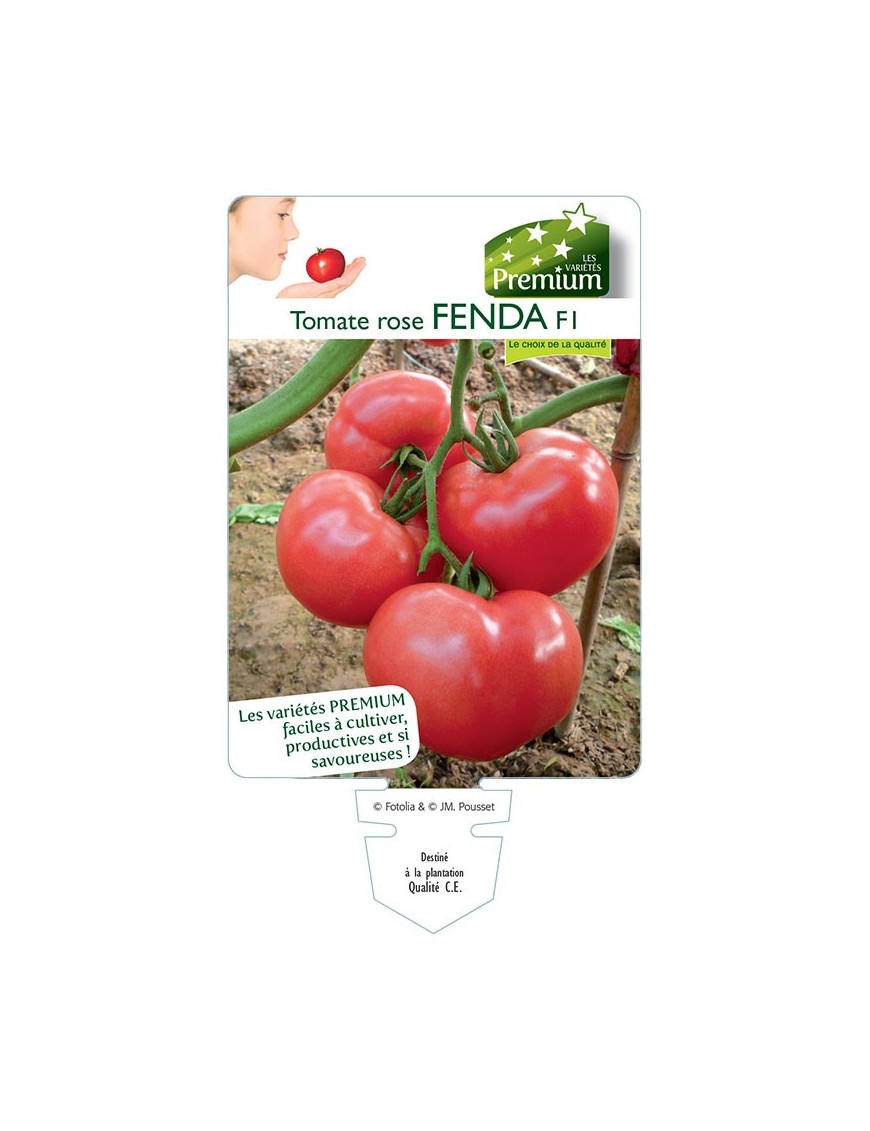 TOMATE rose FENDA F1