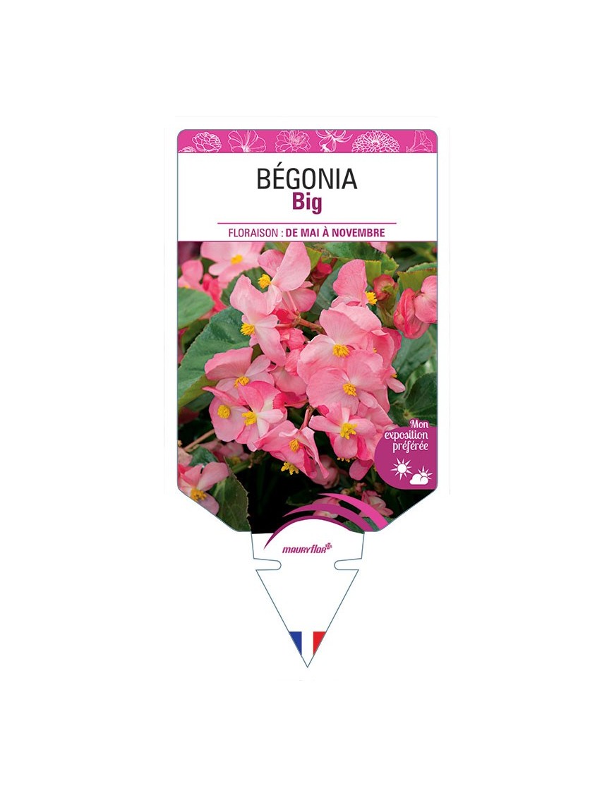 BÉGONIA BIG (ROSE)
