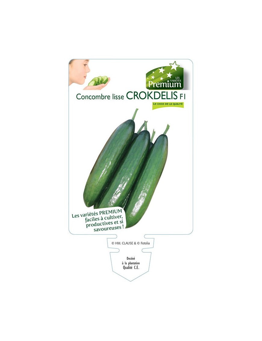 CONCOMBRE lisse CROKDELIS F1