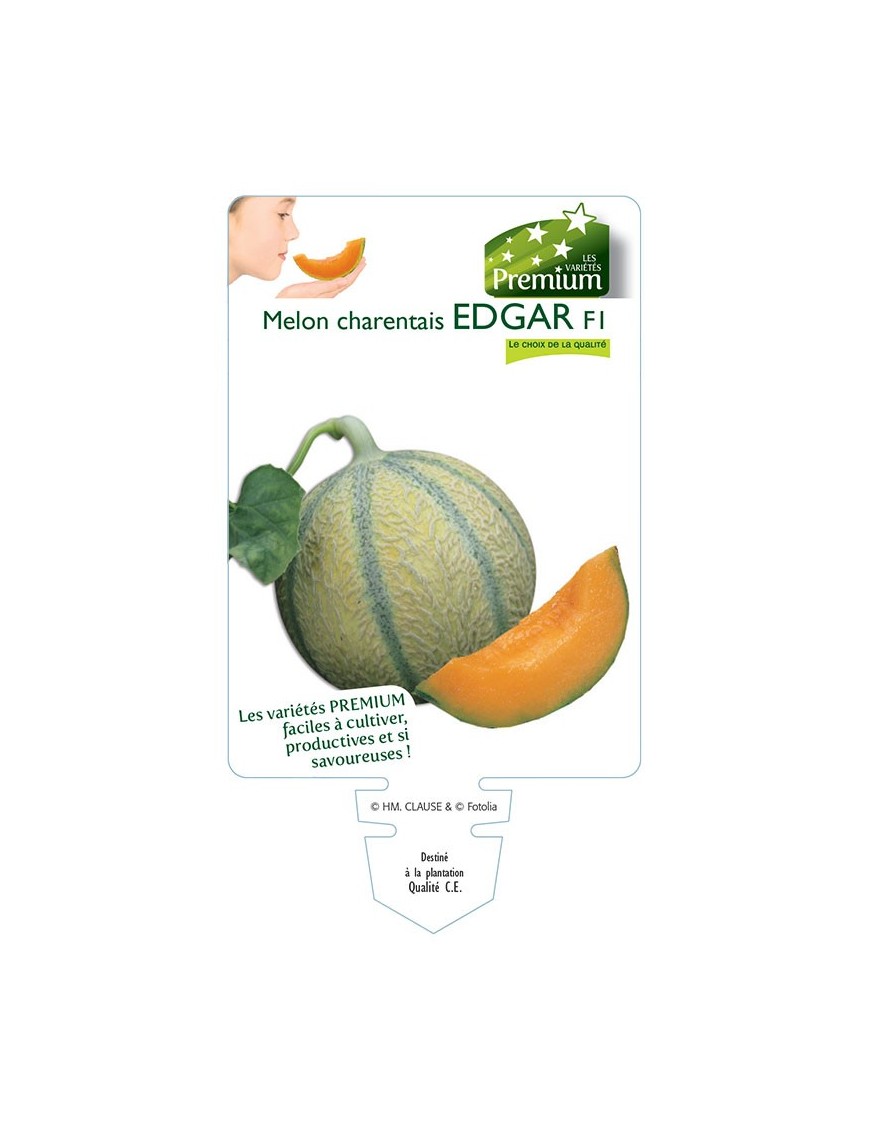 MELON charentais EDGAR F1