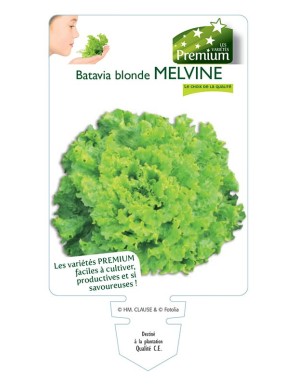 (Laitue) Batavia blonde MELVINE