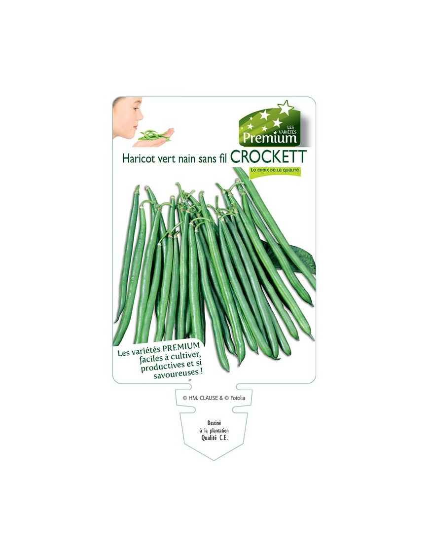 HARICOT vert nain sans fil CROCKETT