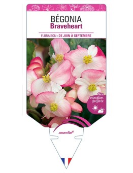 BÉGONIA BRAVEHEART