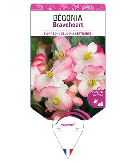 BÉGONIA BRAVEHEART