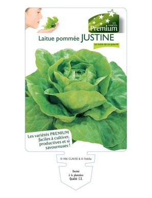 LAITUE POMMÉE JUSTINE