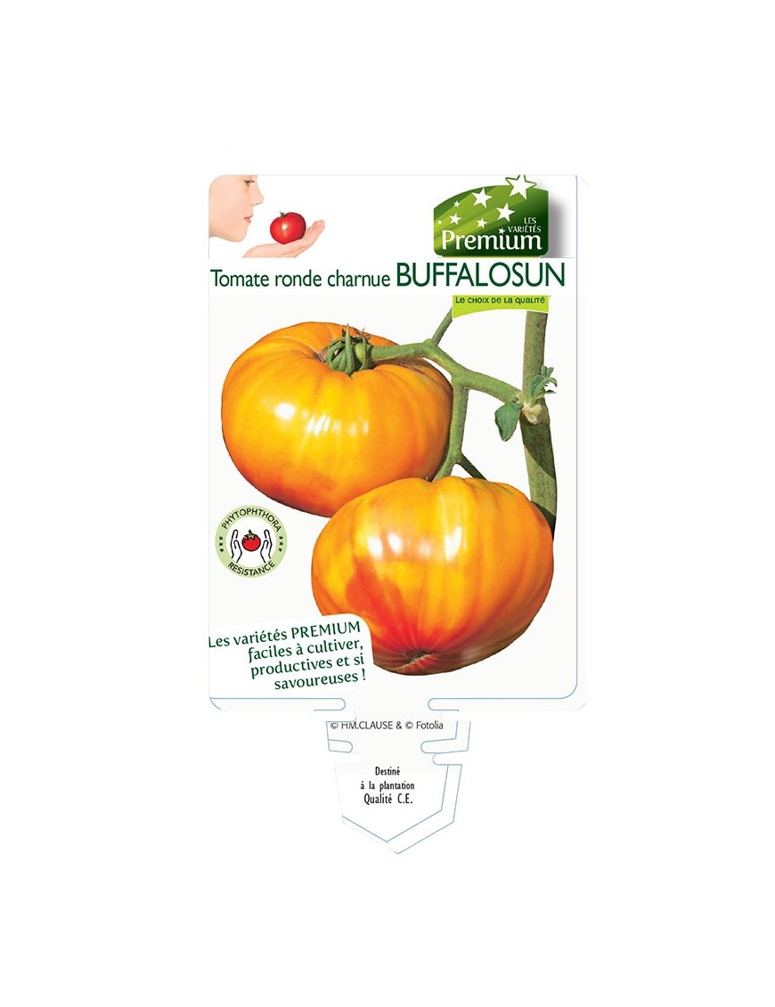 TOMATE ronde charnue BUFFALOSUN