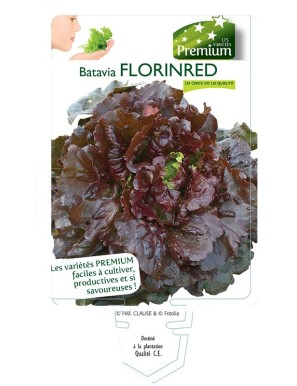 (Laitue) BATAVIA FLORINRED