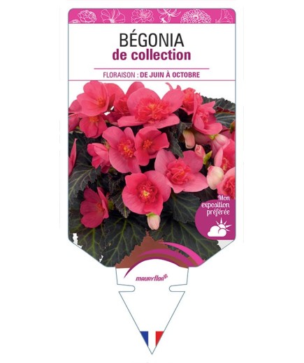 BÉGONIA DE COLLECTION