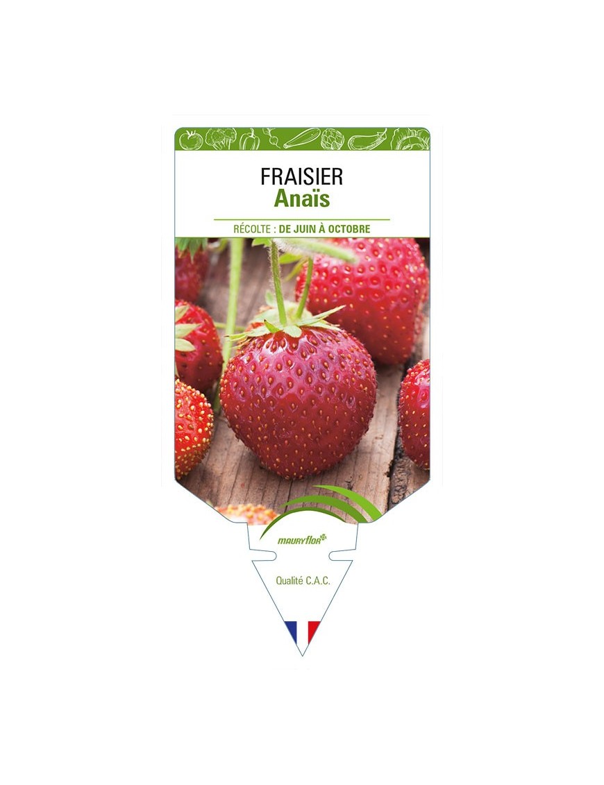 FRAISIER ANAÏS