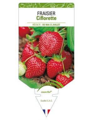 FRAISIER CIFLORETTE