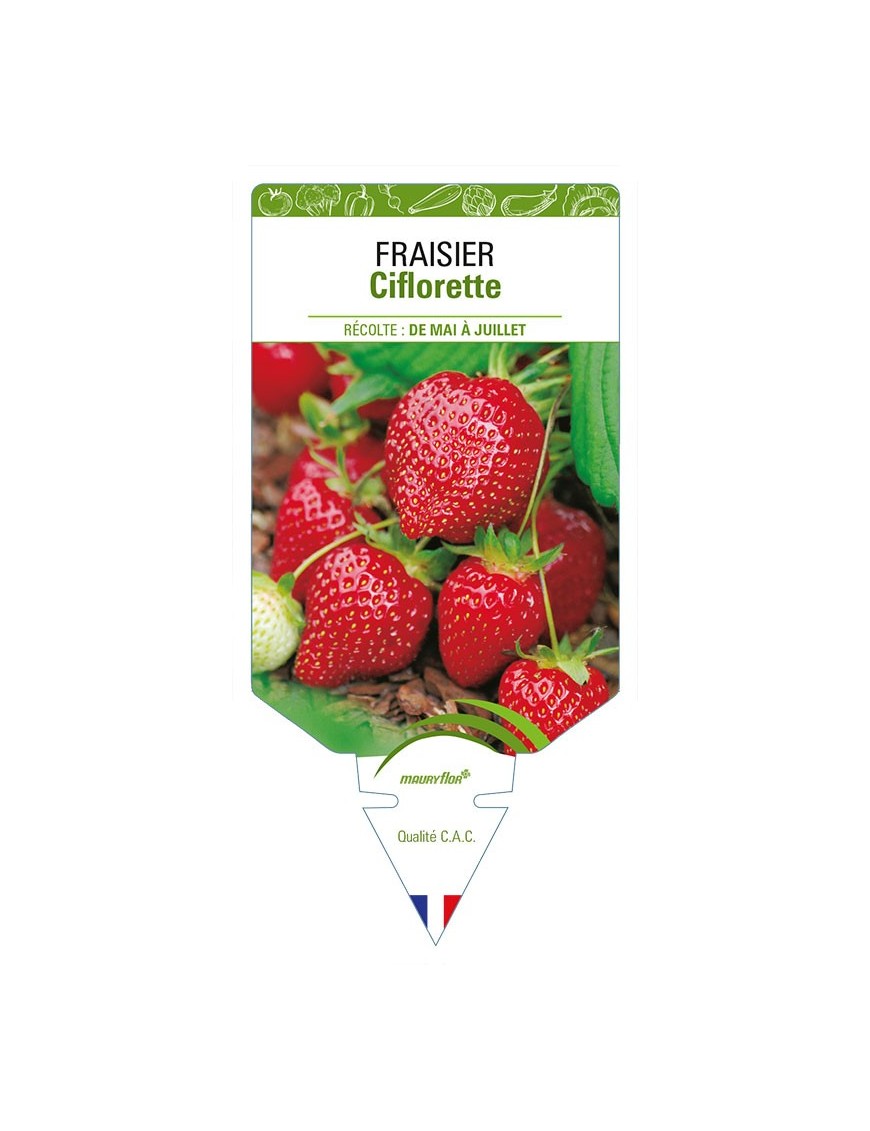 FRAISIER CIFLORETTE