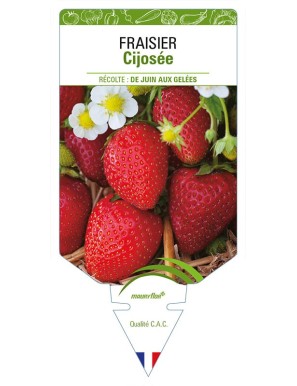 FRAISIER CIJOSÉE