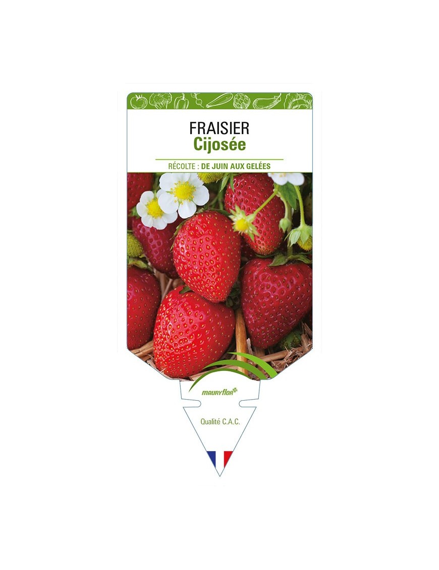 FRAISIER CIJOSÉE