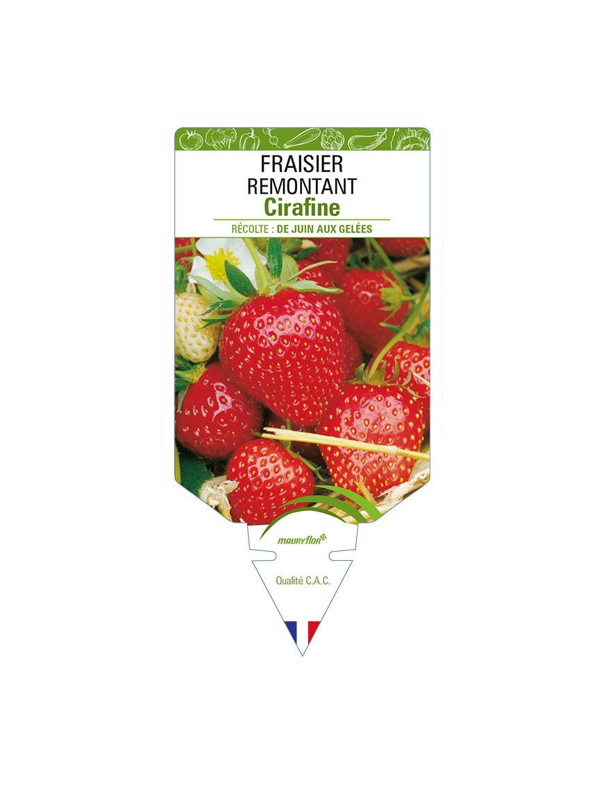 FRAISIER REMONTANT CIRAFINE