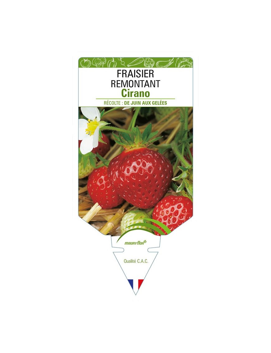 FRAISIER REMONTANT CIRANO