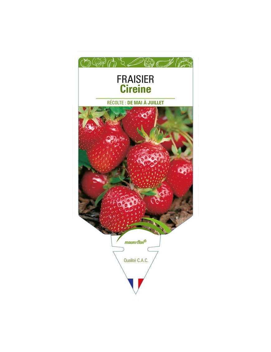 FRAISIER CIREINE