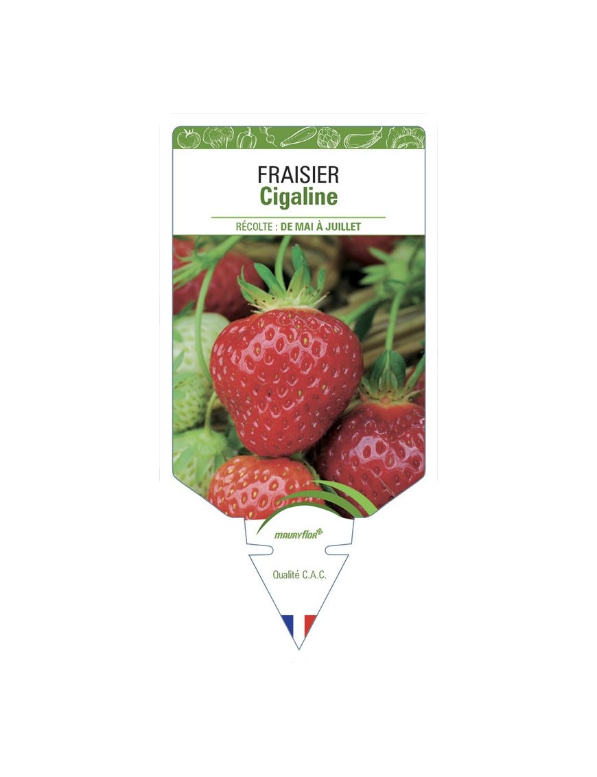 FRAISIER CIGALINE