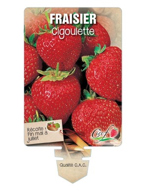 FRAISIER CIGOULETTE